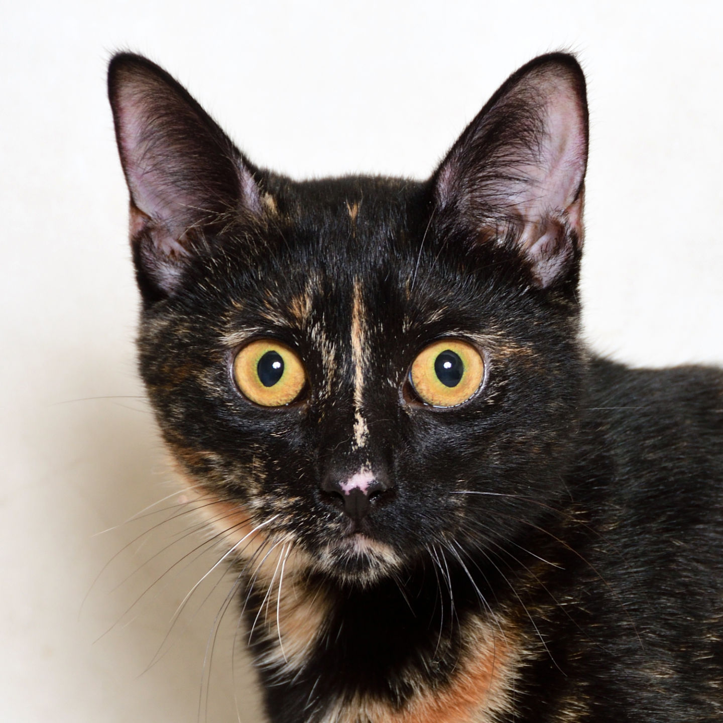 Martin County Pet of the Week - Week of July 3, 2020